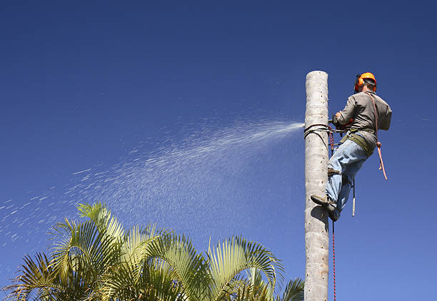 Best Residential Tree Removal  in Buffalo, TX