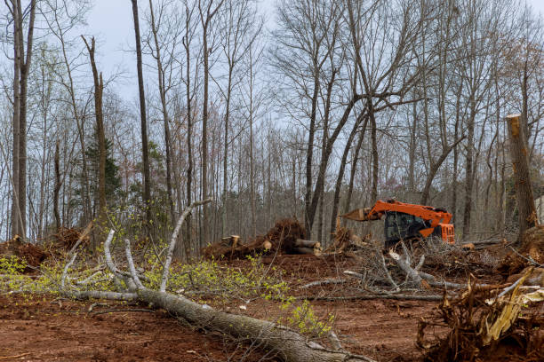 Best Lot and Land Clearing  in Buffalo, TX