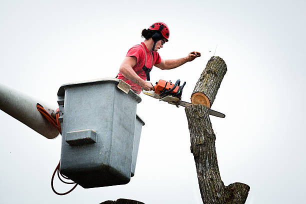 Best Commercial Tree Removal  in Buffalo, TX